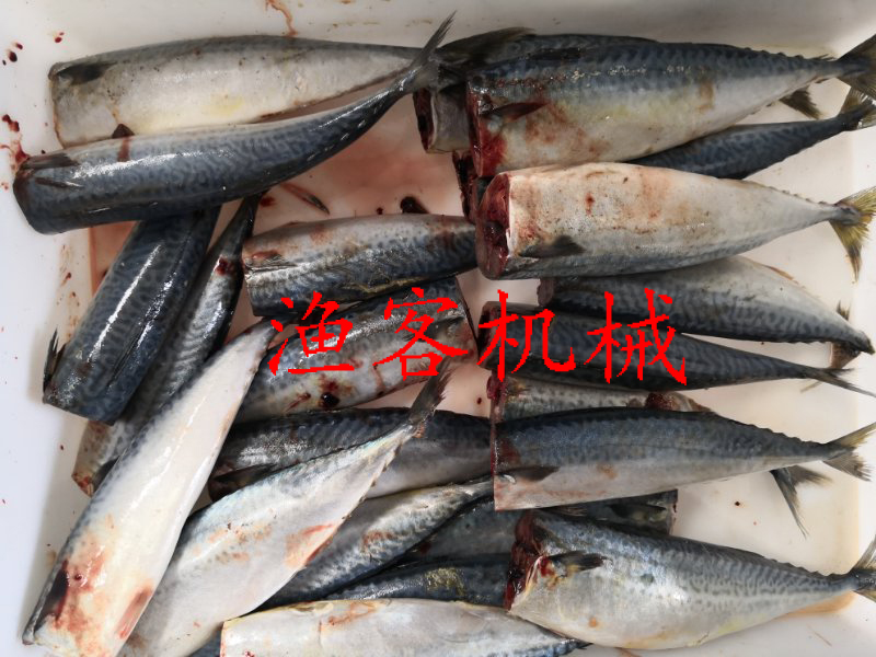 Spanish mackerel to fish head real video